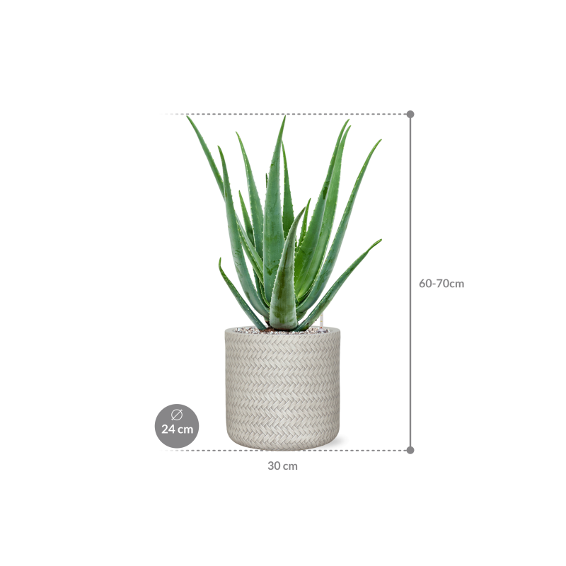 Aloe vera barbadensis in Baq Angle