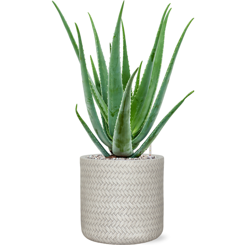 Aloe vera barbadensis in Baq Angle
