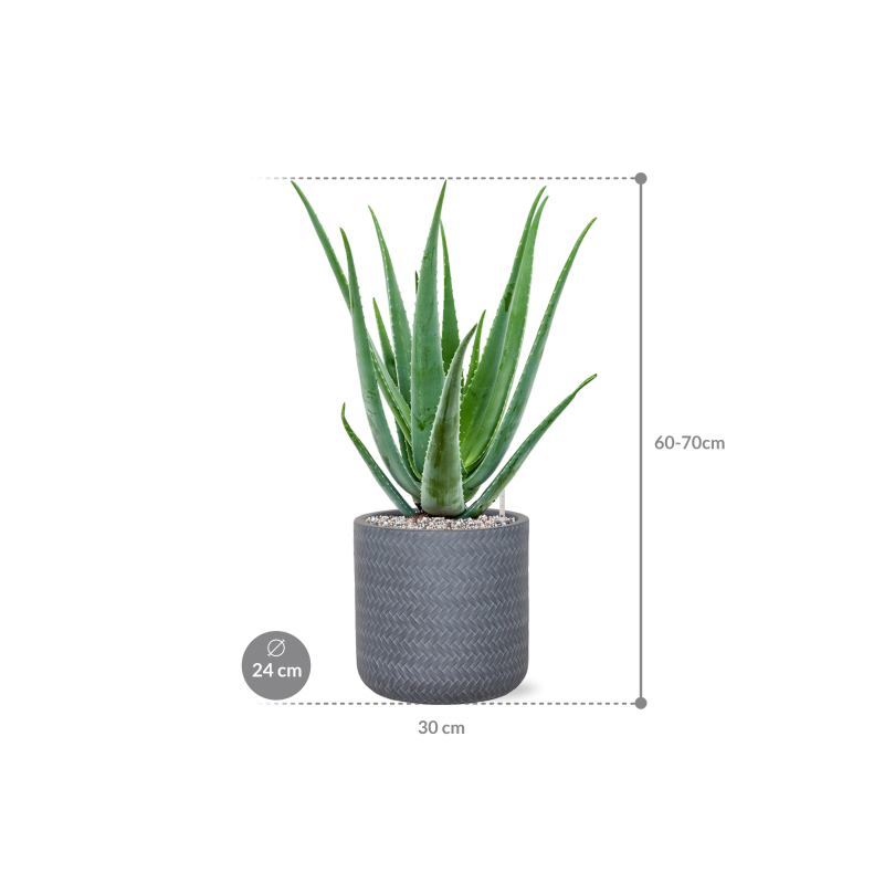 Aloe vera barbadensis in Baq Angle