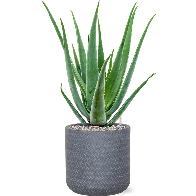 Aloe vera barbadensis in Baq Angle