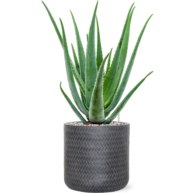 Aloe vera barbadensis in Baq Angle