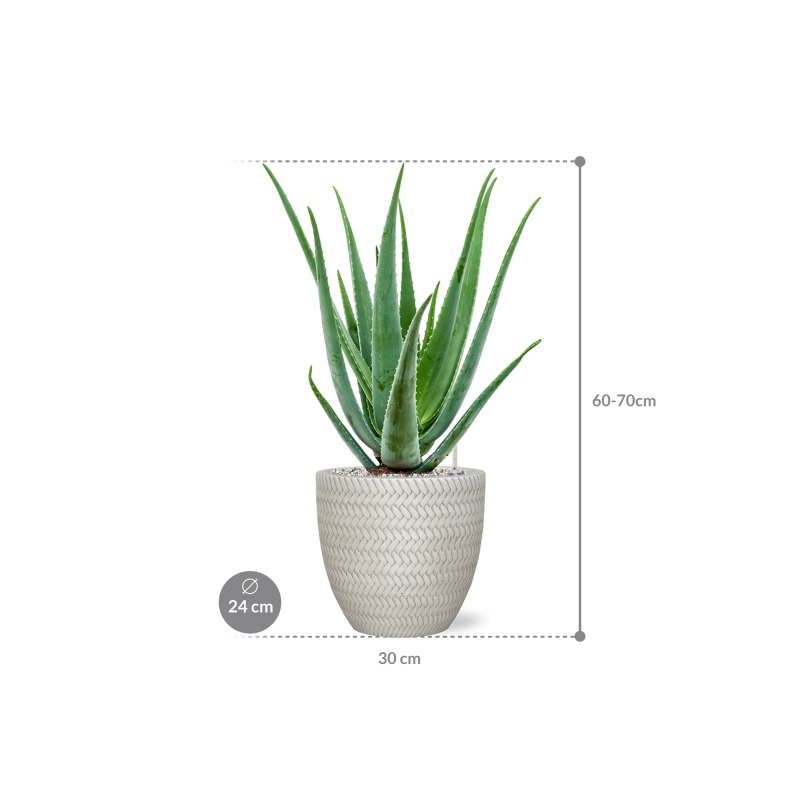 Aloe vera barbadensis in Baq Angle