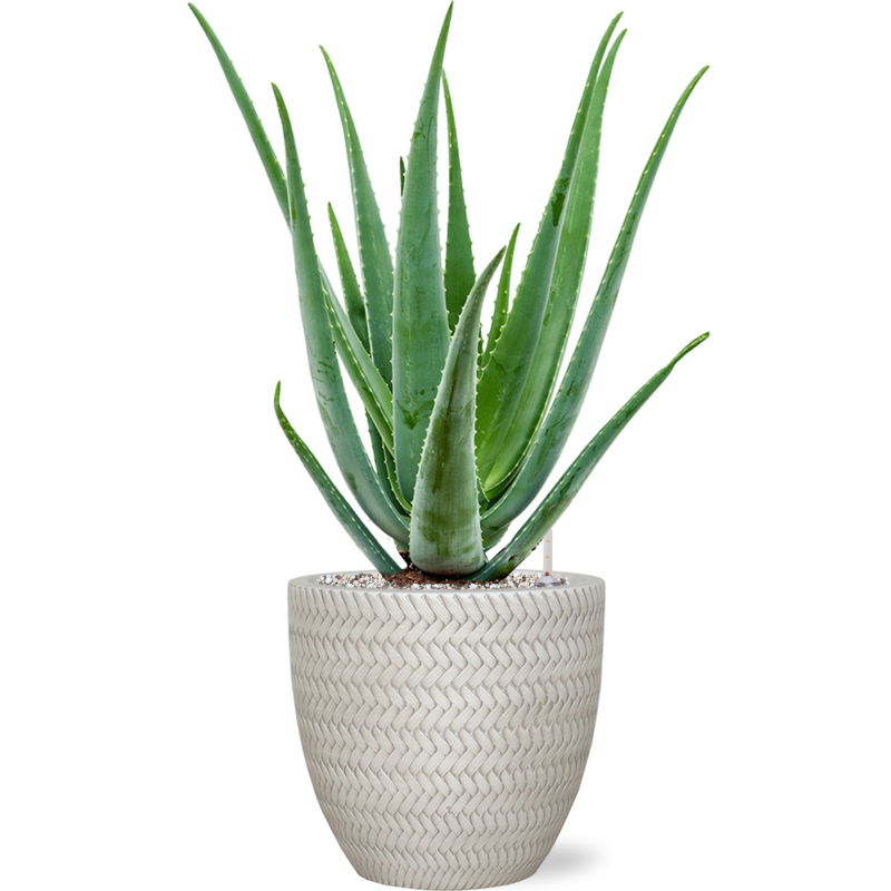 Aloe vera barbadensis in Baq Angle
