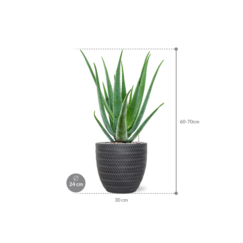 Aloe Vera Barbadensis in Baq Angle