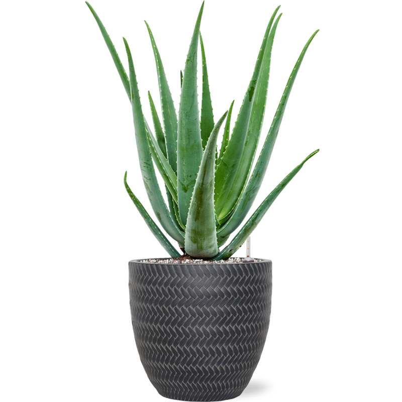 Aloe Vera Barbadensis in Baq Angle