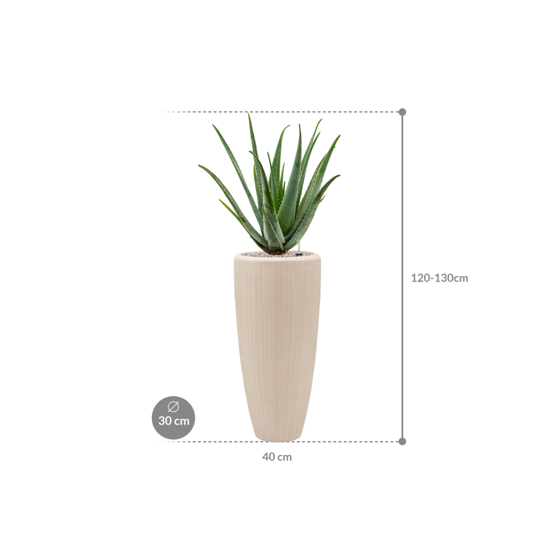 Aloe vera barbadensis in Baq Polystone Plain