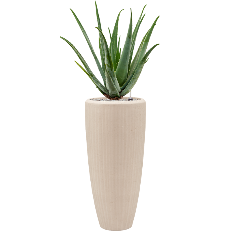 Aloe vera barbadensis in Baq Polystone Plain