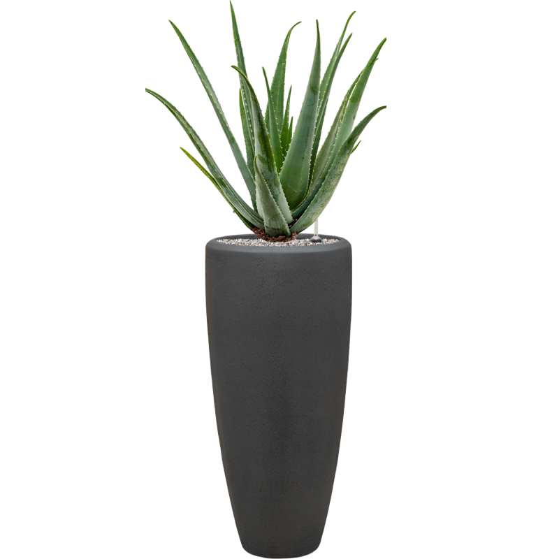Aloe vera barbadensis in Baq Polystone Plain