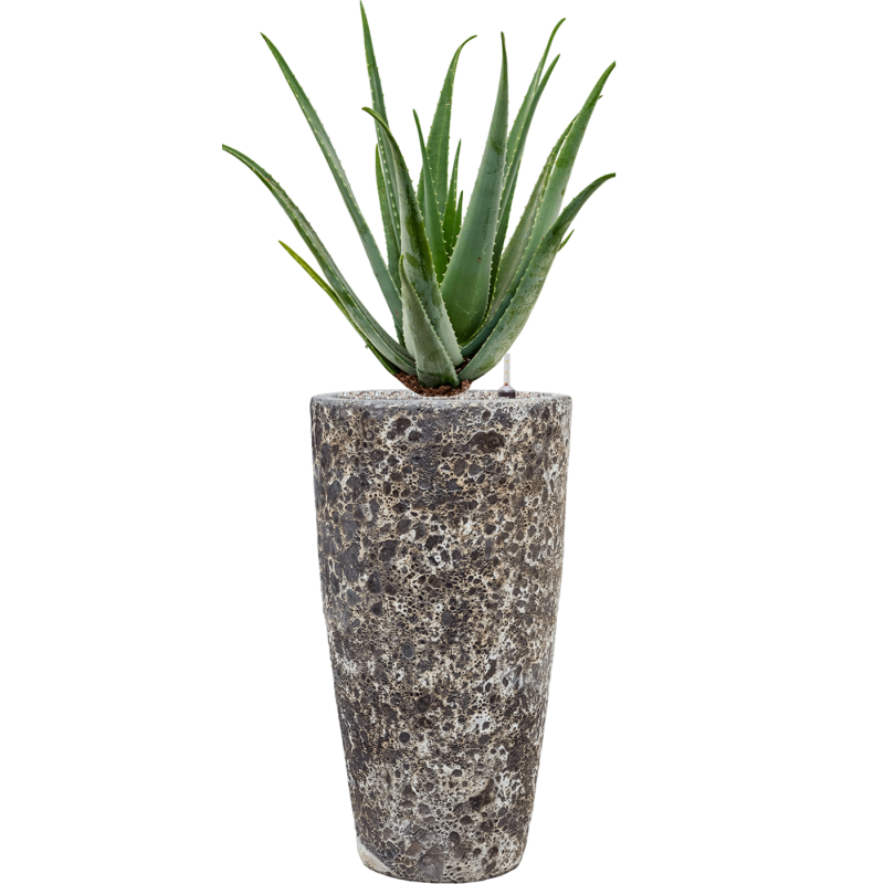 Aloe vera barbadensis in Baq Lava
