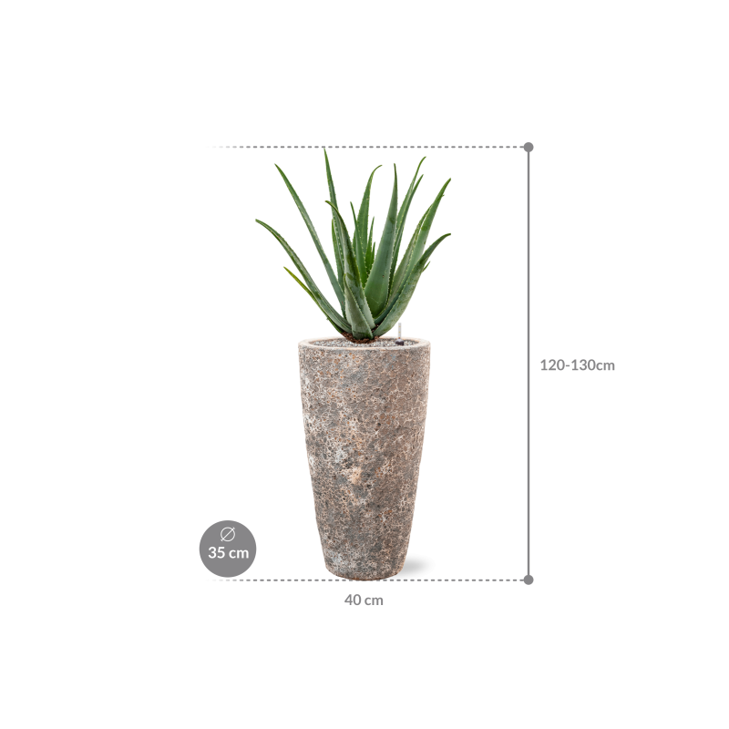 Aloe vera barbadensis in Baq Lava