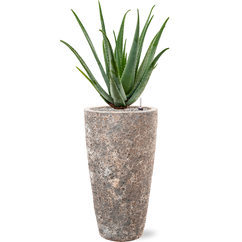 Aloe vera barbadensis in Baq Lava