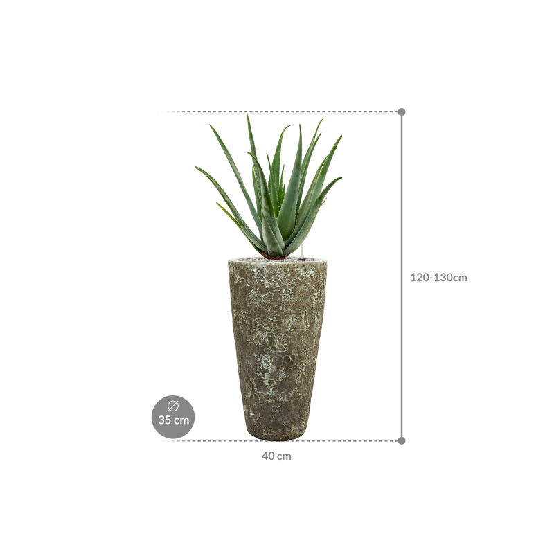 Aloe vera barbadensis in Baq Lava