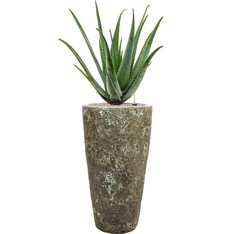 Aloe vera barbadensis in Baq Lava