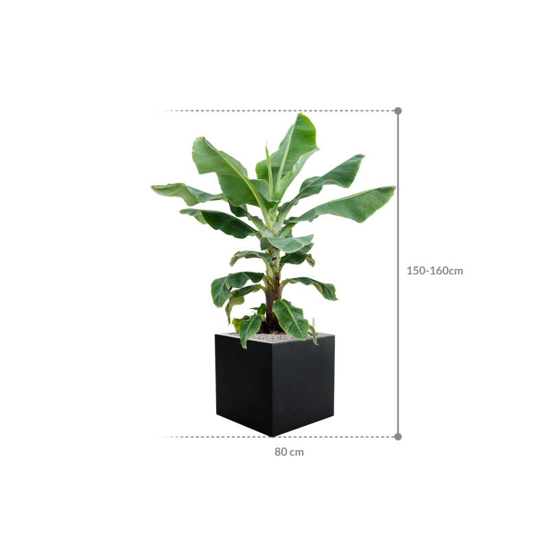 Musa 'Dwarf Cavendish' in Argento