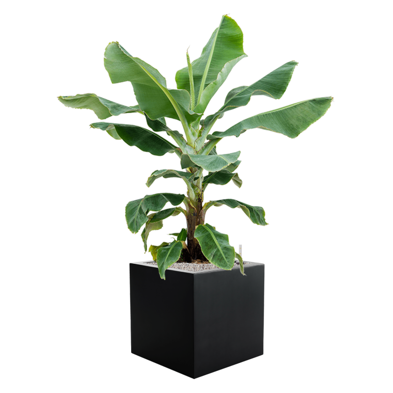 Musa 'Dwarf Cavendish' in Argento