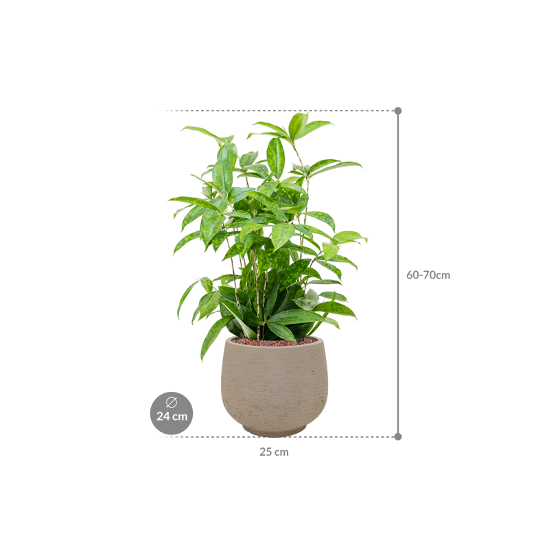 Dracaena Surculosa in Rough