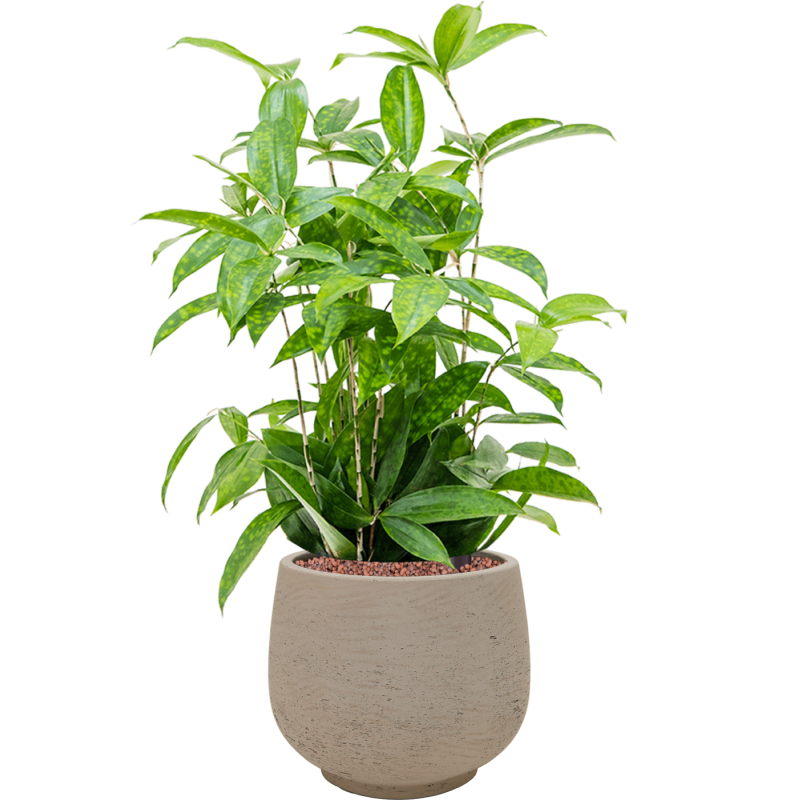 Dracaena Surculosa in Rough