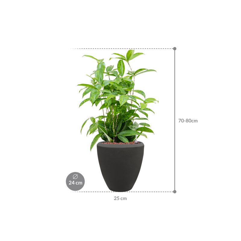 Dracaena Surculosa in Baq Polystone Couple Zwart