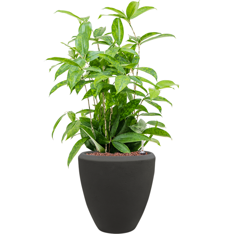 Dracaena Surculosa in Baq Polystone Couple Zwart