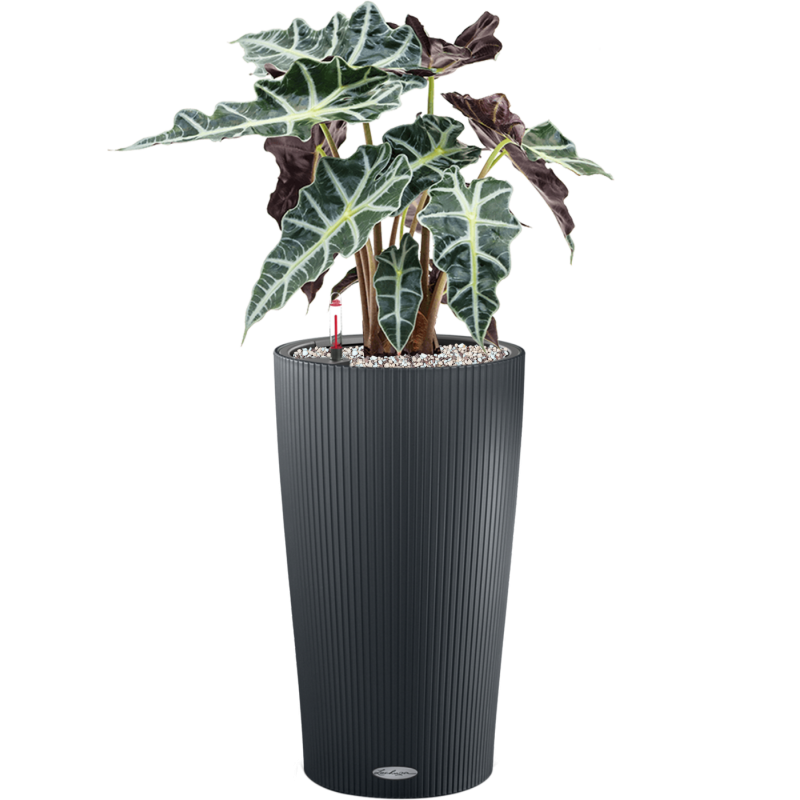 Alocasia Polly in Cilindro Antraciet