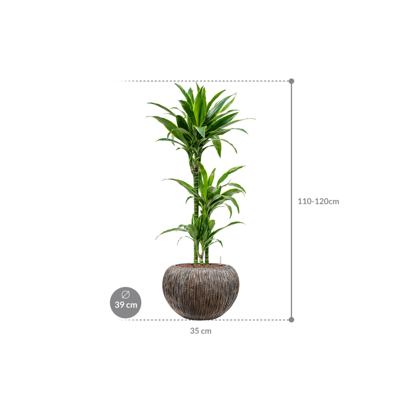 Dracaena Arturo in Baq Luxe Lite Universe Waterfall Globe