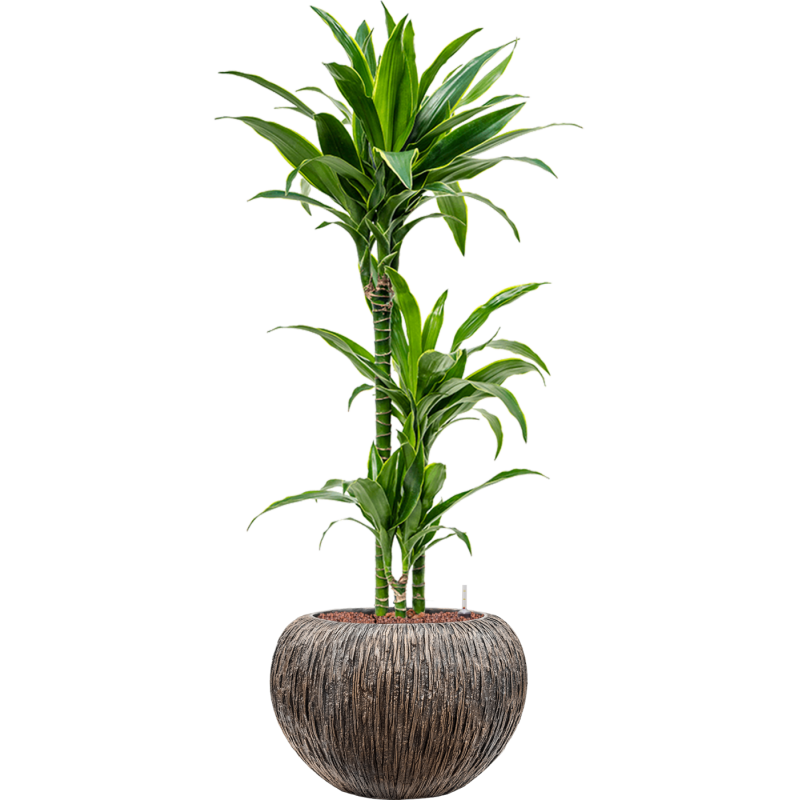Dracaena Arturo in Baq Luxe Lite Universe Waterfall Globe