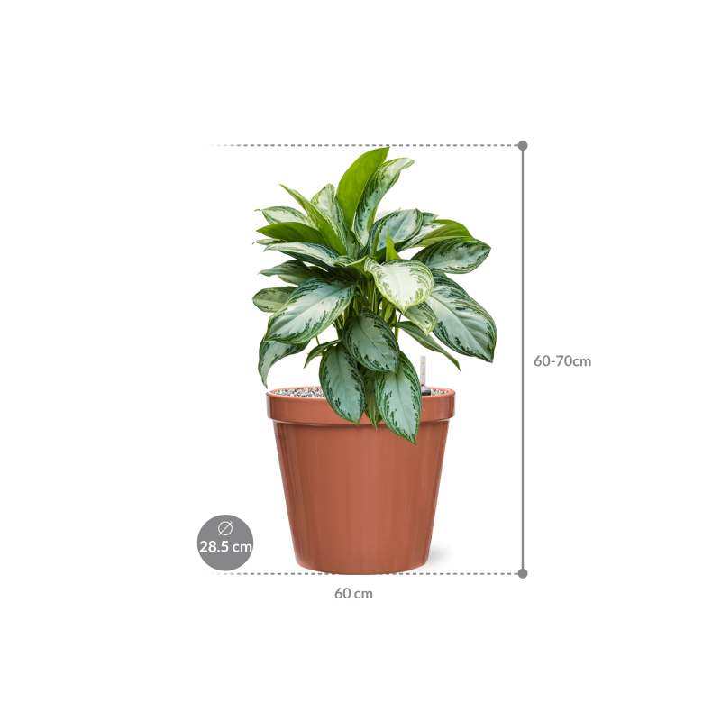 Aglaonema Silver Bay in Feliz Pot Conica Roze