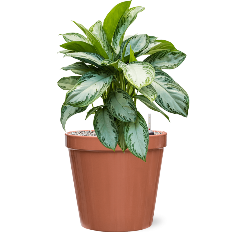 Aglaonema Silver Bay in Feliz Pot Conica Roze