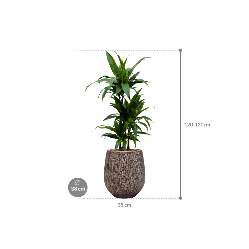 Dracaena janet Craig in Baq Opus Darcy Goud
