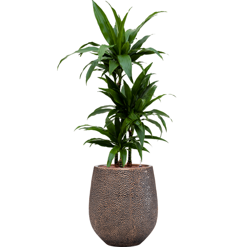 Dracaena janet Craig in Baq Opus Darcy Goud