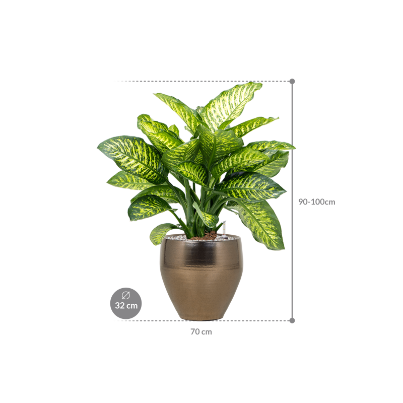 Dieffenbachia Maroba in Amora Couple Goud