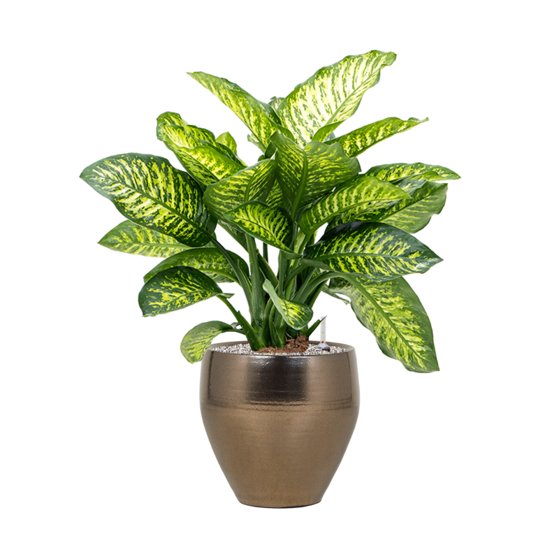 Dieffenbachia Maroba in Amora Couple Goud