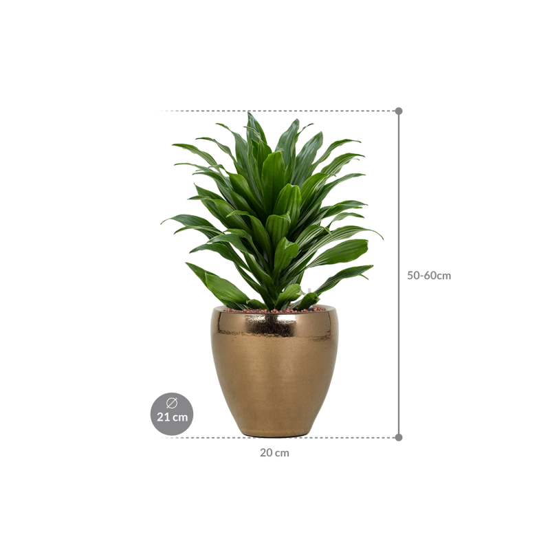 Dracaena Compacta in Amora Couple Goud