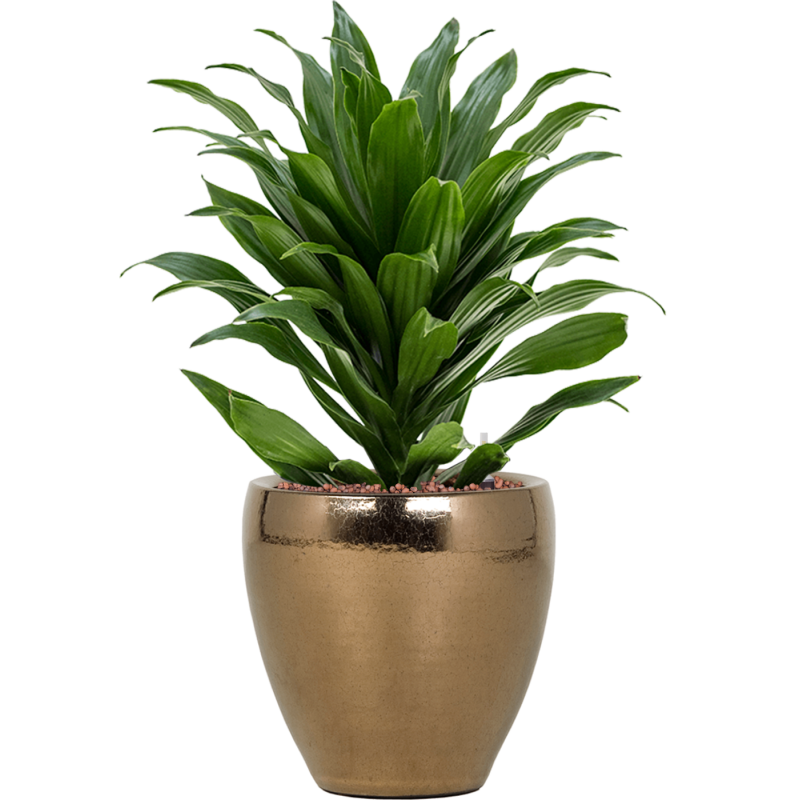 Dracaena Compacta in Amora Couple Goud