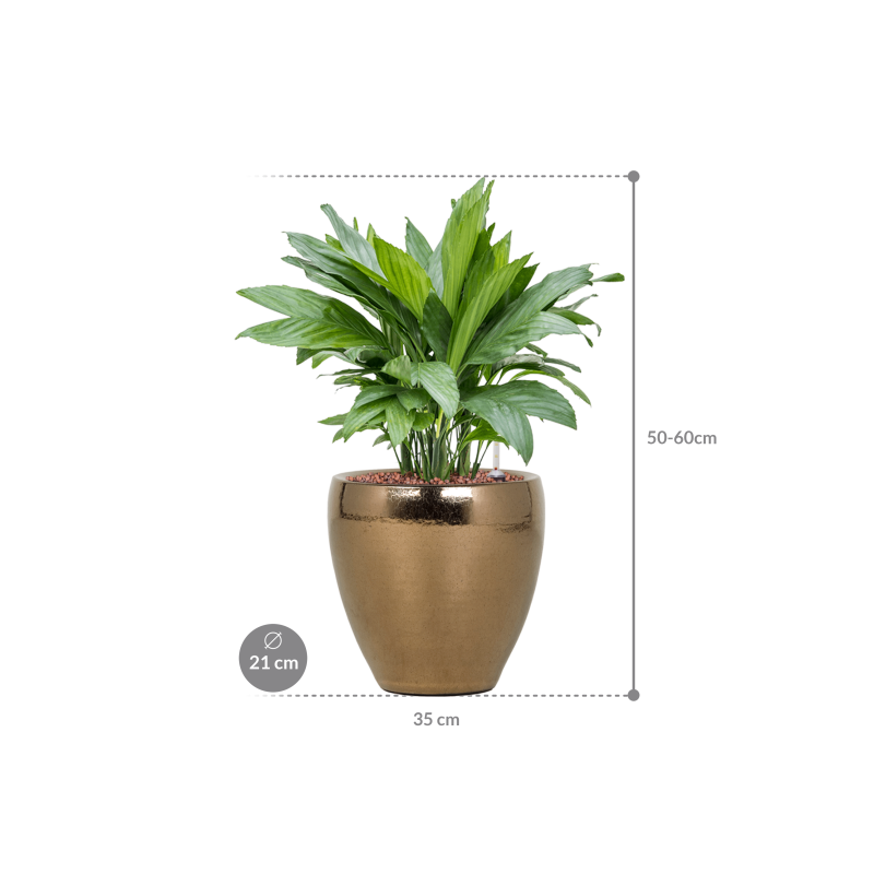 Chamaedorea metallica in Amora Couple Gold