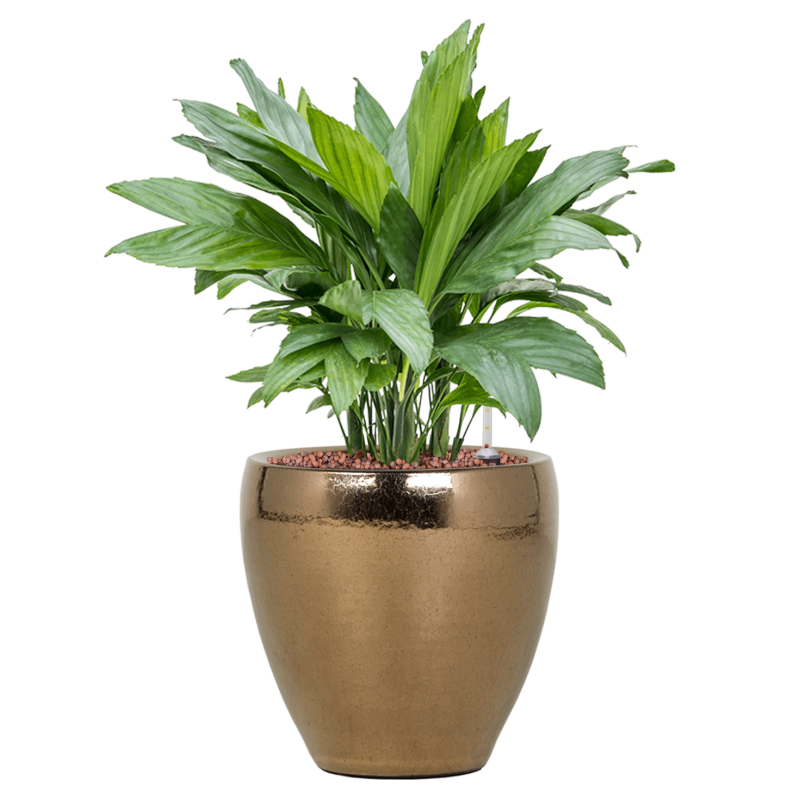 Chamaedorea metallica in Amora Couple Gold