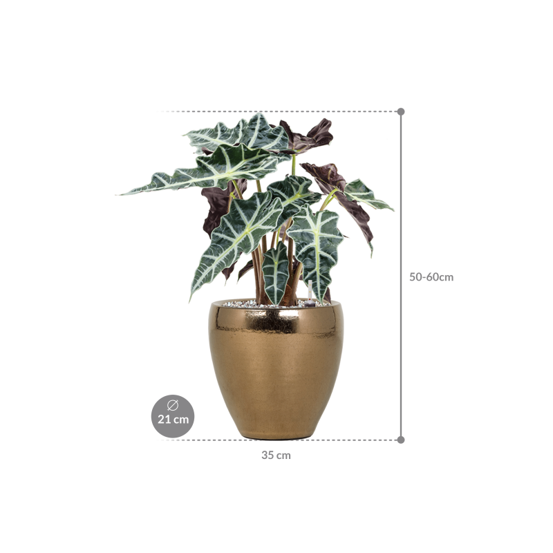 Alocasia Polly in Amora Couple Goud