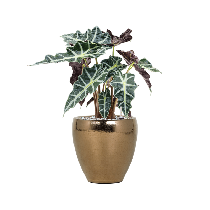 Alocasia Polly in Amora Couple Goud