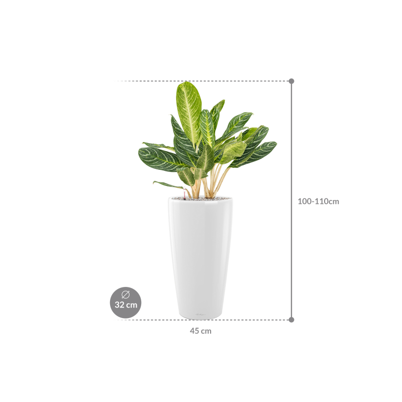 Aglaonema 'Key Lime' in Lechuza Rondo