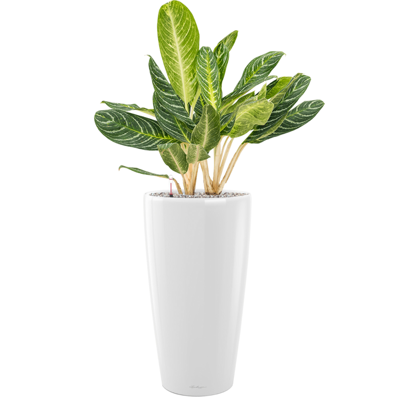 Aglaonema 'Key Lime' in Lechuza Rondo