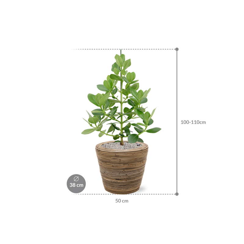 Clusia rosea Princess in Drypot Rattan Stripe Round Grey