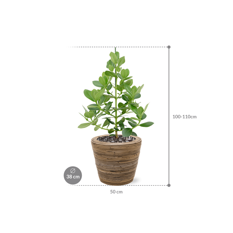 Clusia rosea Princess in Drypot Rattan Stripe Round Grey