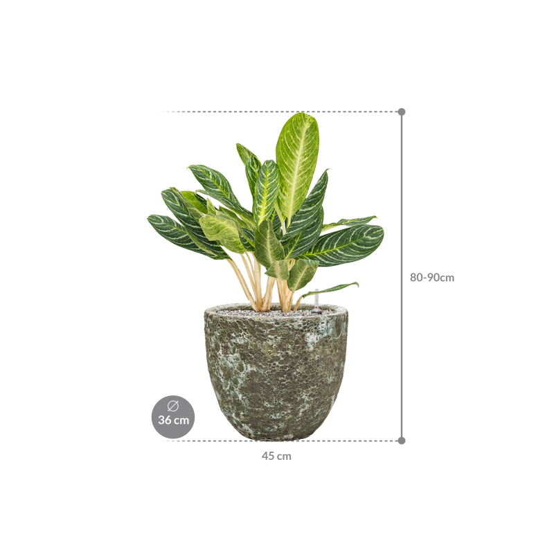 Aglaonema Key Lime in Vulcana Couple Groen