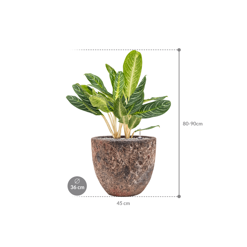 Aglaonema Key Lime Vulcana Roze