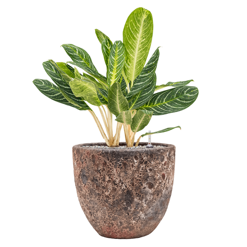 Aglaonema Key Lime Vulcana Roze