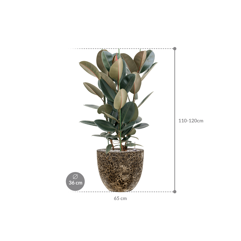 Ficus Abidjan in Baq Vulcana Couple Zwart
