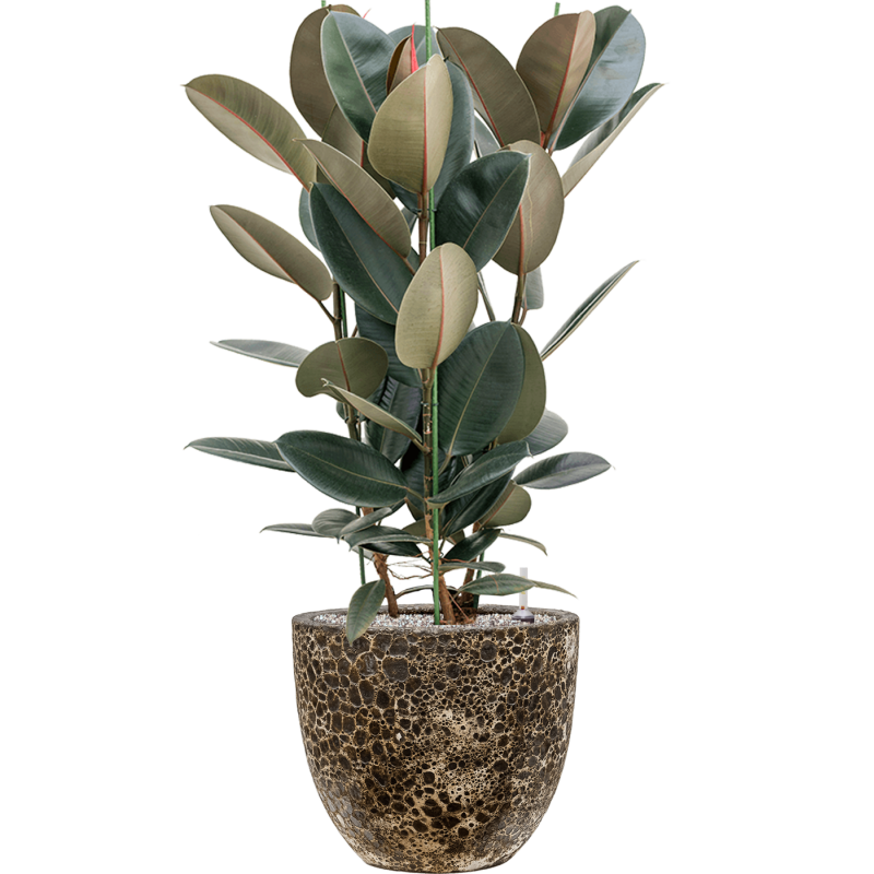 Ficus Abidjan in Baq Vulcana Couple Zwart