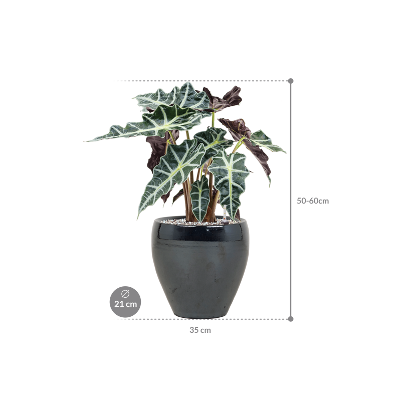 Alocasia 'Polly' in Amora