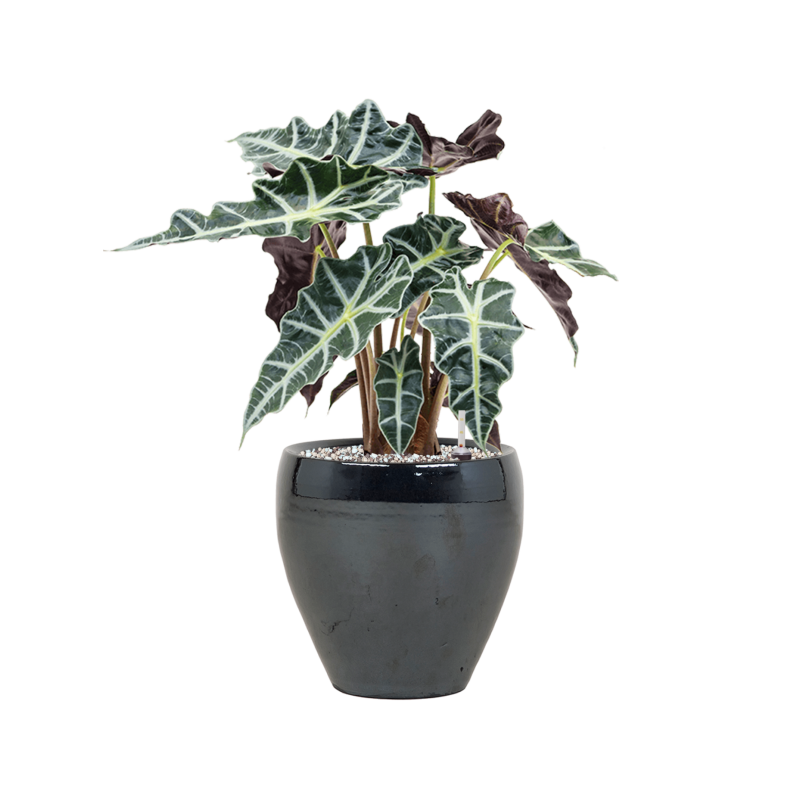 Alocasia 'Polly' in Amora