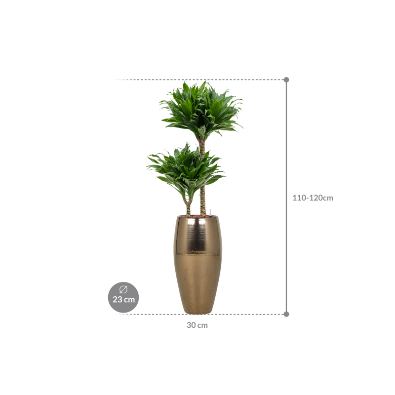 Dracaena Compacta in Amora Vase Gold